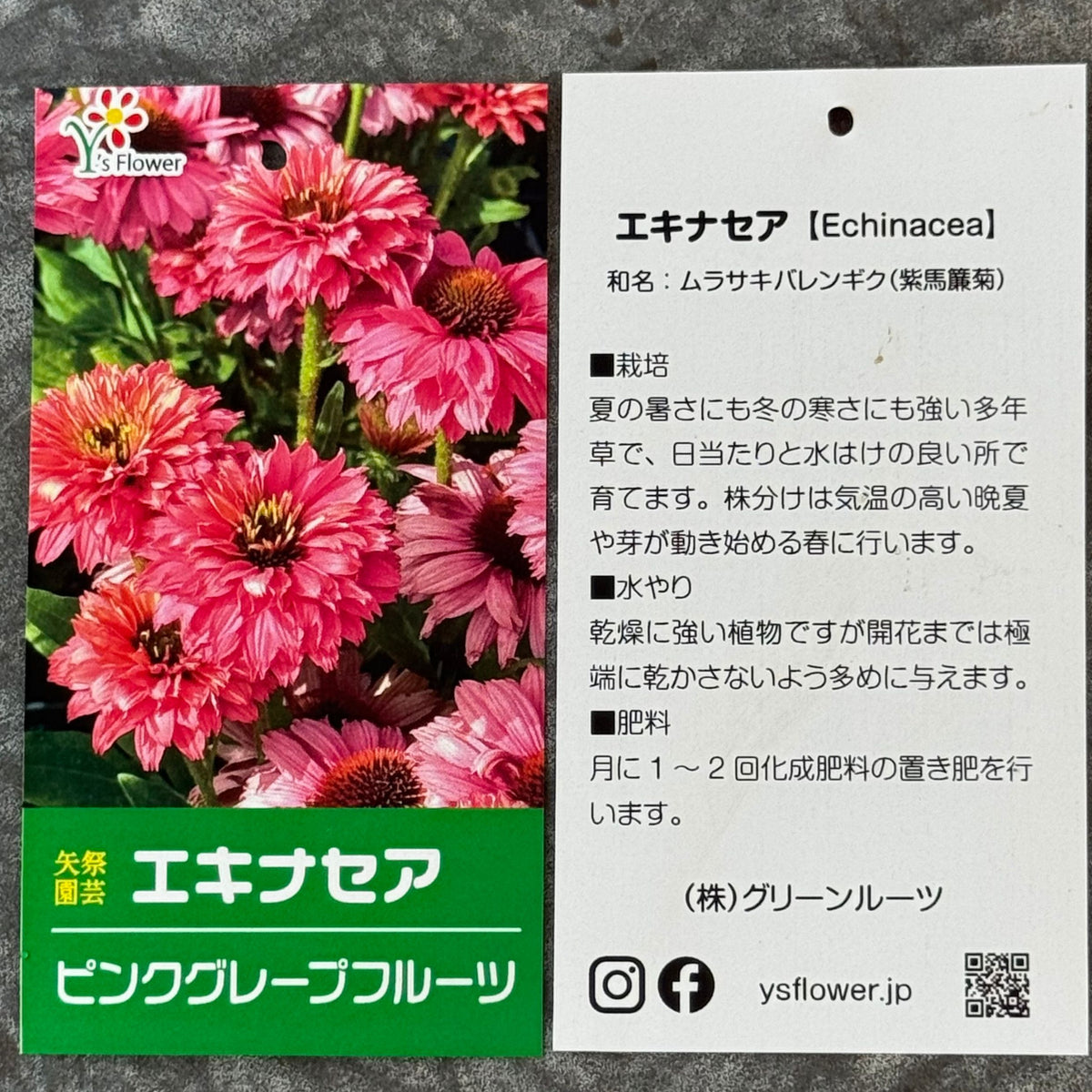 エキナセア サンシーカーズ ピンクグレープフルーツ5号鉢。明るいピンク色の花が咲く、夏の暑さと冬の寒さに強い宿根草。花壇や鉢植え、寄せ植え、プランツギャザリング、切り花におすすめ。岐阜県各務原市の花創人ガーデニング教室
