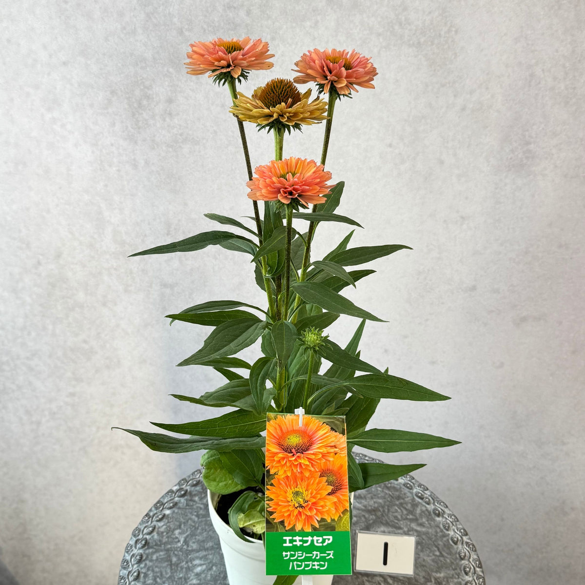 エキナセア サンシーカーズ パンプキン5号鉢。あたたかみのあるオレンジ色の花が咲く、夏の暑さと冬の寒さに強い宿根草。花壇や鉢植え、寄せ植え、プランツギャザリング、切り花におすすめ。岐阜県各務原市の花創人ガーデニング教室