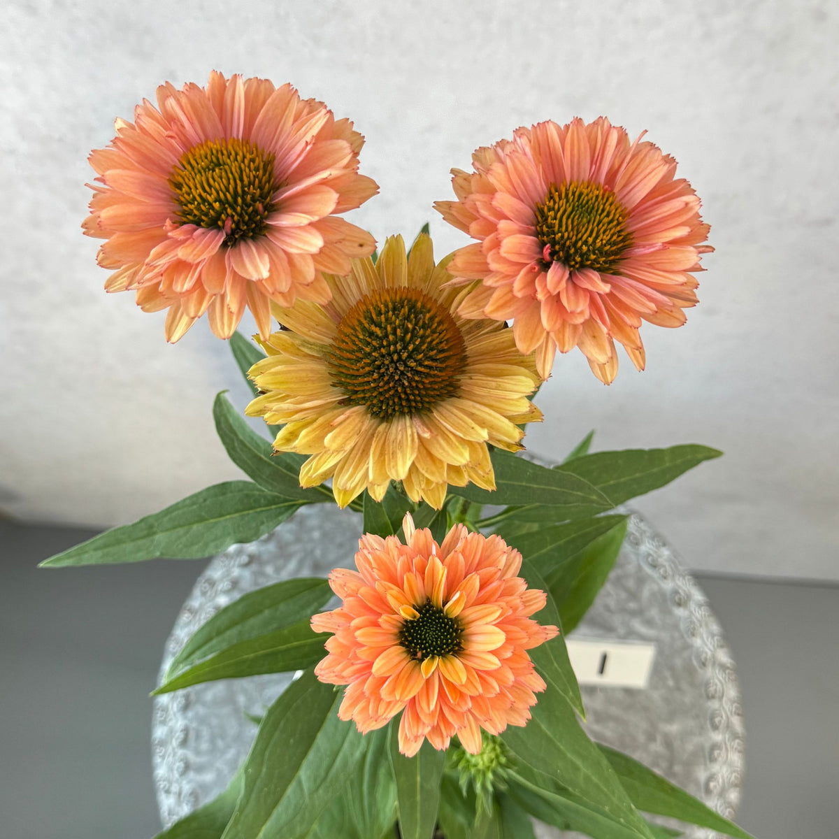 エキナセア サンシーカーズ パンプキン5号鉢。あたたかみのあるオレンジ色の花が咲く、夏の暑さと冬の寒さに強い宿根草。花壇や鉢植え、寄せ植え、プランツギャザリング、切り花におすすめ。岐阜県各務原市の花創人ガーデニング教室