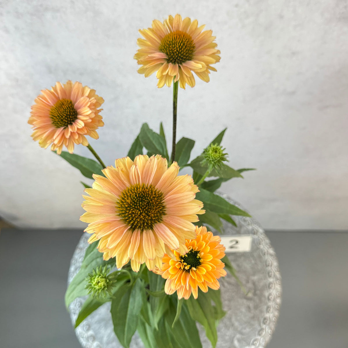 エキナセア サンシーカーズ パンプキン5号鉢。あたたかみのあるオレンジ色の花が咲く、夏の暑さと冬の寒さに強い宿根草。花壇や鉢植え、寄せ植え、プランツギャザリング、切り花におすすめ。岐阜県各務原市の花創人ガーデニング教室