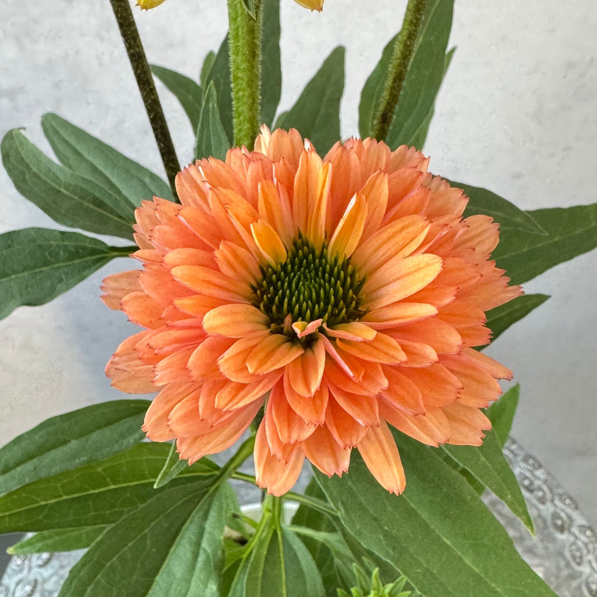 エキナセア サンシーカーズ パンプキン5号鉢。あたたかみのあるオレンジ色の花が咲く、夏の暑さと冬の寒さに強い宿根草。花壇や鉢植え、寄せ植え、プランツギャザリング、切り花におすすめ。岐阜県各務原市の花創人ガーデニング教室