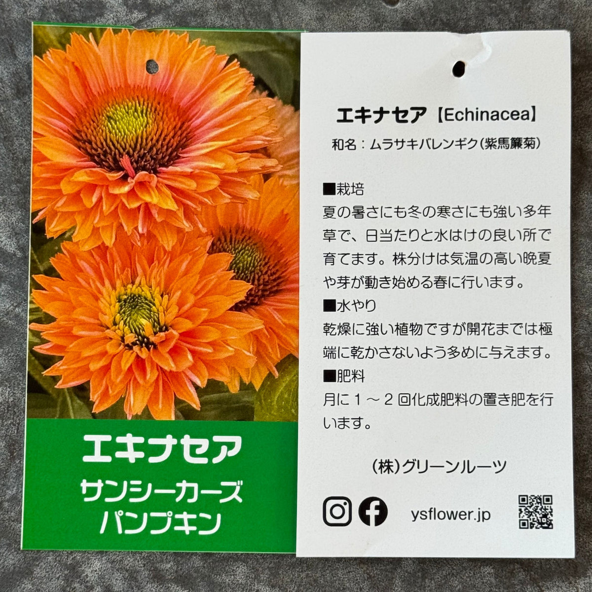 エキナセア サンシーカーズ パンプキン5号鉢。あたたかみのあるオレンジ色の花が咲く、夏の暑さと冬の寒さに強い宿根草。花壇や鉢植え、寄せ植え、プランツギャザリング、切り花におすすめ。岐阜県各務原市の花創人ガーデニング教室
