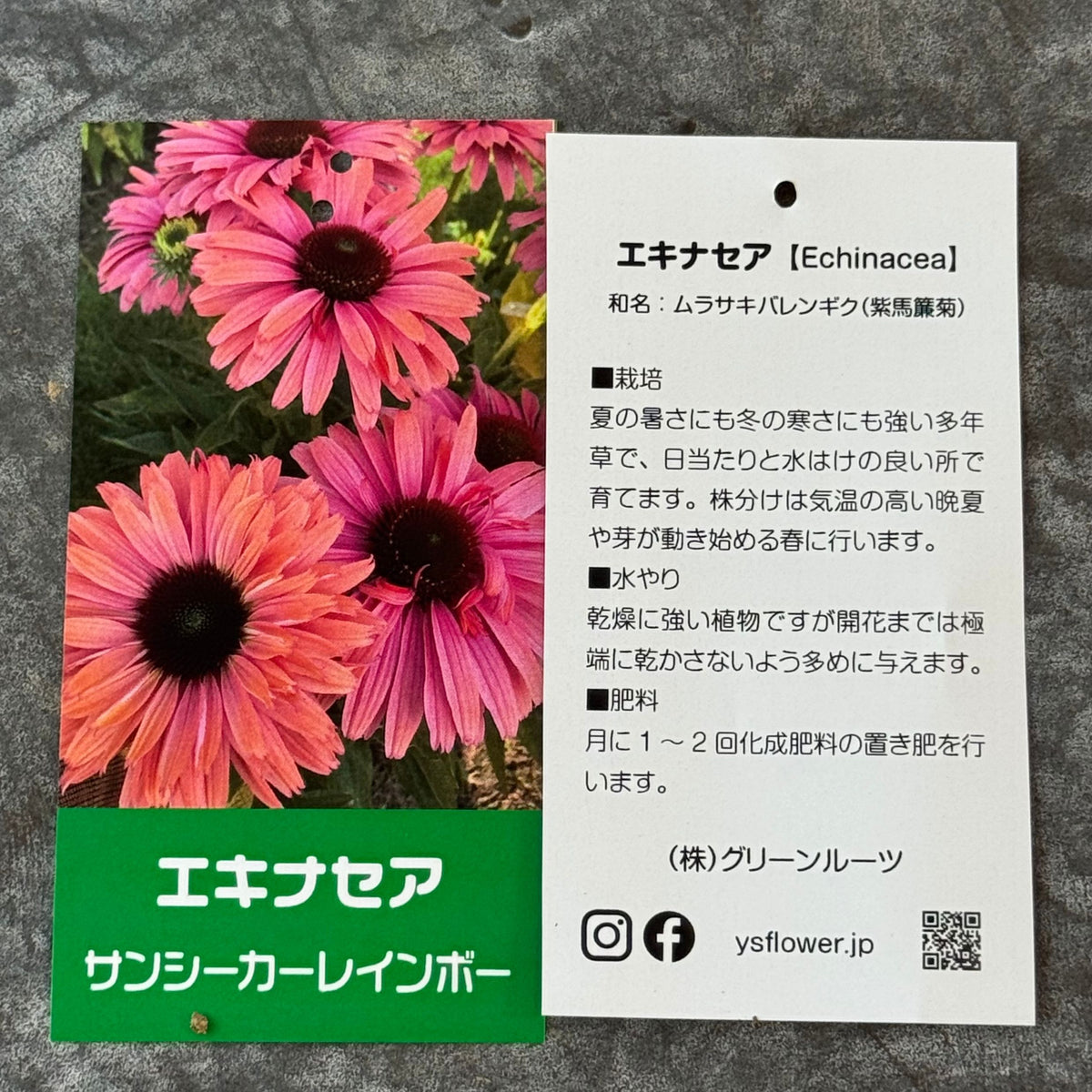 エキナセア サンシーカーズ レインボー5号鉢。咲き進むにつれて花色の変化を楽しめる、夏の暑さと冬の寒さに強い宿根草。花壇や鉢植え、寄せ植え、プランツギャザリング、切り花におすすめ。岐阜県各務原市の花創人ガーデニング教室