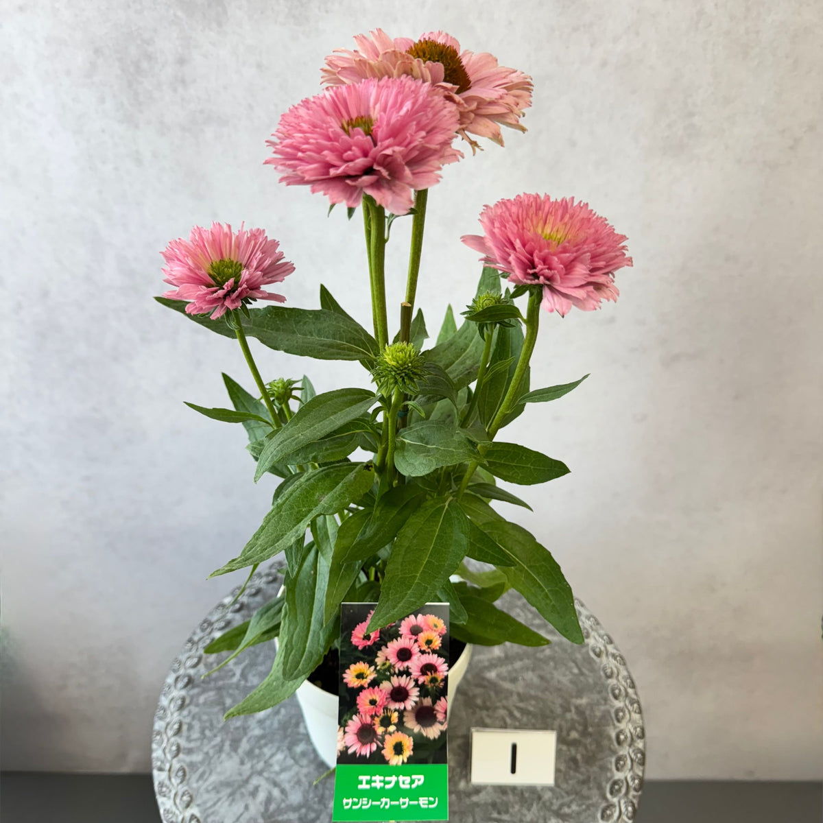 エキナセア サンシーカーズ サーモン5号鉢。やさしいピンク色の花が咲く、夏の暑さと冬の寒さに強い宿根草。花壇や鉢植え、寄せ植え、プランツギャザリング、切り花におすすめ。岐阜県各務原市の花創人ガーデニング教室