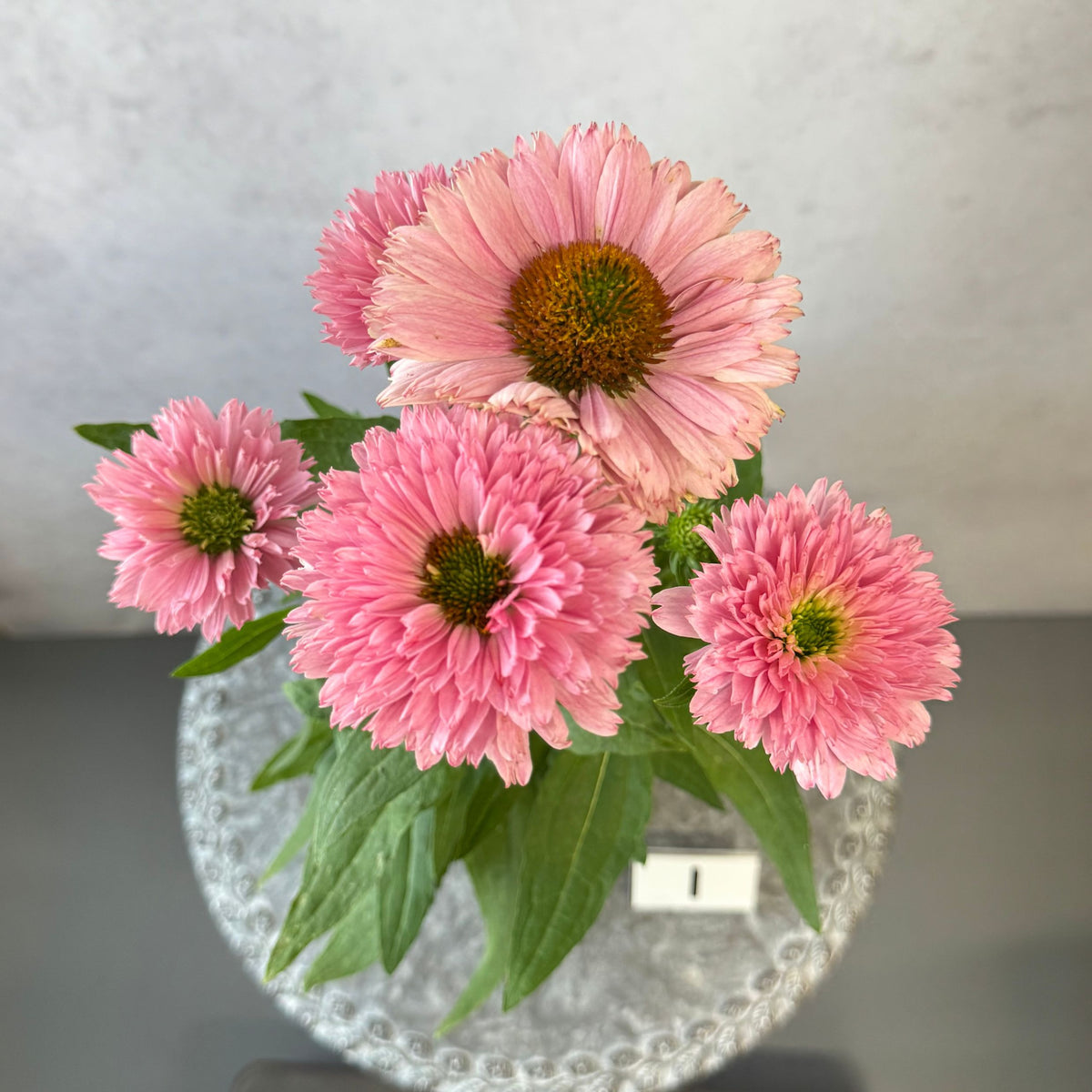 エキナセア サンシーカーズ サーモン5号鉢。やさしいピンク色の花が咲く、夏の暑さと冬の寒さに強い宿根草。花壇や鉢植え、寄せ植え、プランツギャザリング、切り花におすすめ。岐阜県各務原市の花創人ガーデニング教室