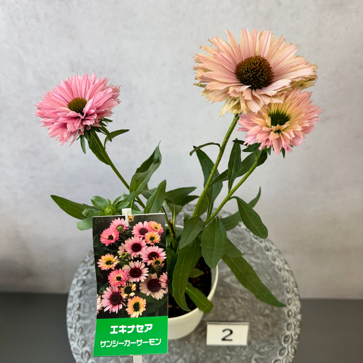 エキナセア サンシーカーズ サーモン5号鉢。やさしいピンク色の花が咲く、夏の暑さと冬の寒さに強い宿根草。花壇や鉢植え、寄せ植え、プランツギャザリング、切り花におすすめ。岐阜県各務原市の花創人ガーデニング教室