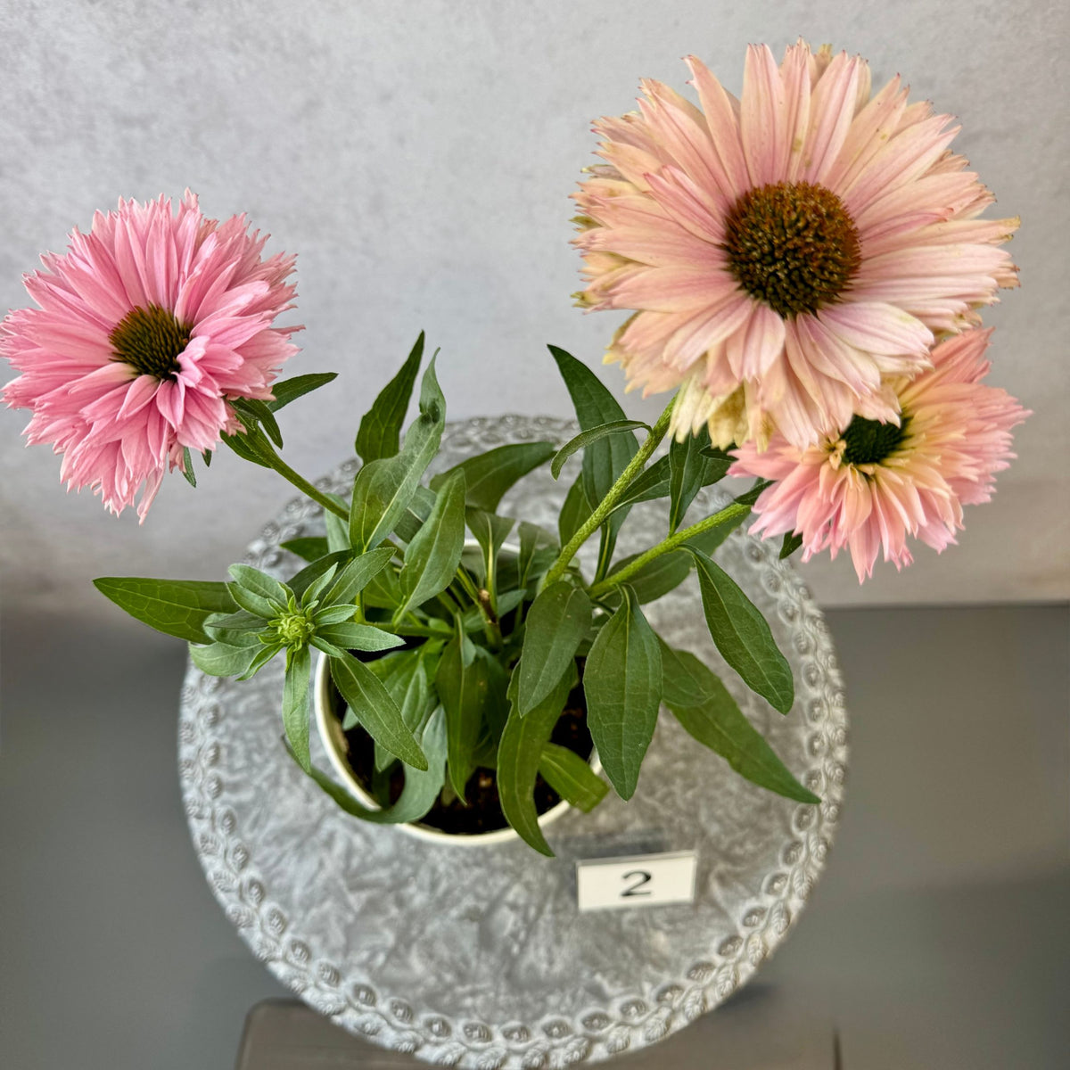 エキナセア サンシーカーズ サーモン5号鉢。やさしいピンク色の花が咲く、夏の暑さと冬の寒さに強い宿根草。花壇や鉢植え、寄せ植え、プランツギャザリング、切り花におすすめ。岐阜県各務原市の花創人ガーデニング教室