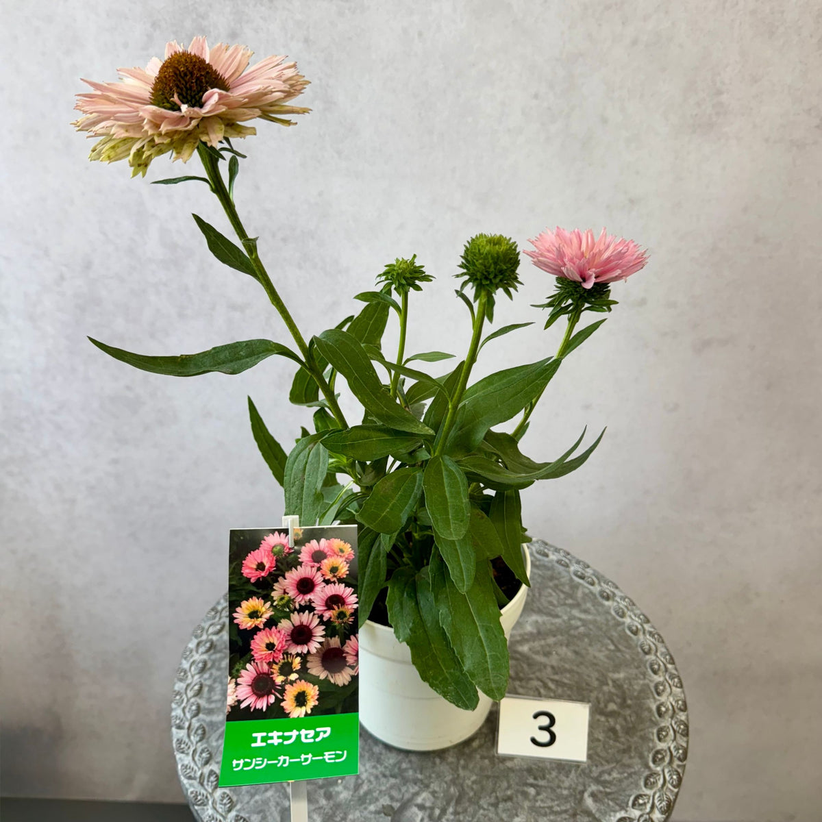エキナセア サンシーカーズ サーモン5号鉢。やさしいピンク色の花が咲く、夏の暑さと冬の寒さに強い宿根草。花壇や鉢植え、寄せ植え、プランツギャザリング、切り花におすすめ。岐阜県各務原市の花創人ガーデニング教室