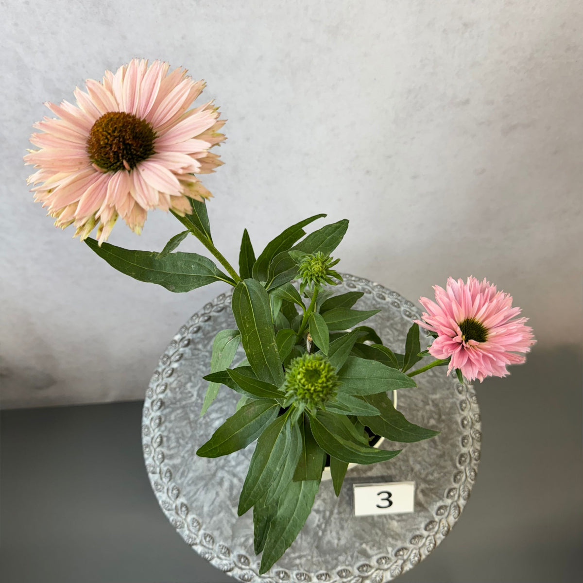 エキナセア サンシーカーズ サーモン5号鉢。やさしいピンク色の花が咲く、夏の暑さと冬の寒さに強い宿根草。花壇や鉢植え、寄せ植え、プランツギャザリング、切り花におすすめ。岐阜県各務原市の花創人ガーデニング教室