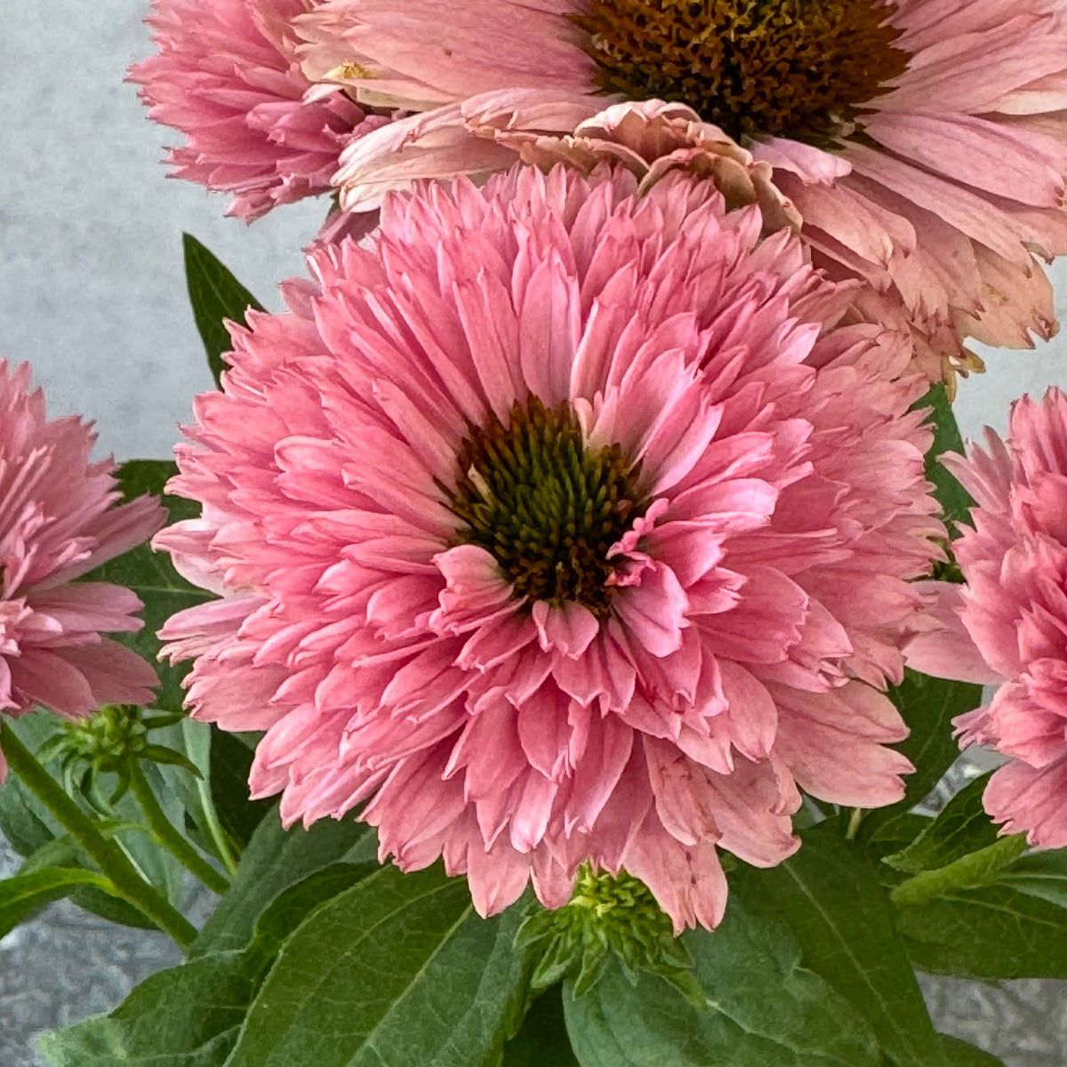 エキナセア サンシーカーズ サーモン5号鉢。やさしいピンク色の花が咲く、夏の暑さと冬の寒さに強い宿根草。花壇や鉢植え、寄せ植え、プランツギャザリング、切り花におすすめ。岐阜県各務原市の花創人ガーデニング教室