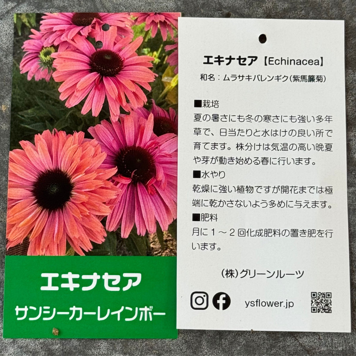 エキナセア サンシーカーズ サーモン5号鉢。やさしいピンク色の花が咲く、夏の暑さと冬の寒さに強い宿根草。花壇や鉢植え、寄せ植え、プランツギャザリング、切り花におすすめ。岐阜県各務原市の花創人ガーデニング教室