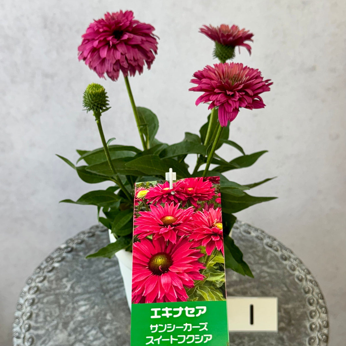 エキナセア サンシーカーズ スイートフクシア5号鉢。鮮やかな濃いピンク色の花が咲く、夏の暑さと冬の寒さに強い宿根草。花壇や鉢植え、寄せ植え、プランツギャザリング、切り花におすすめ。岐阜県各務原市の花創人ガーデニング教室