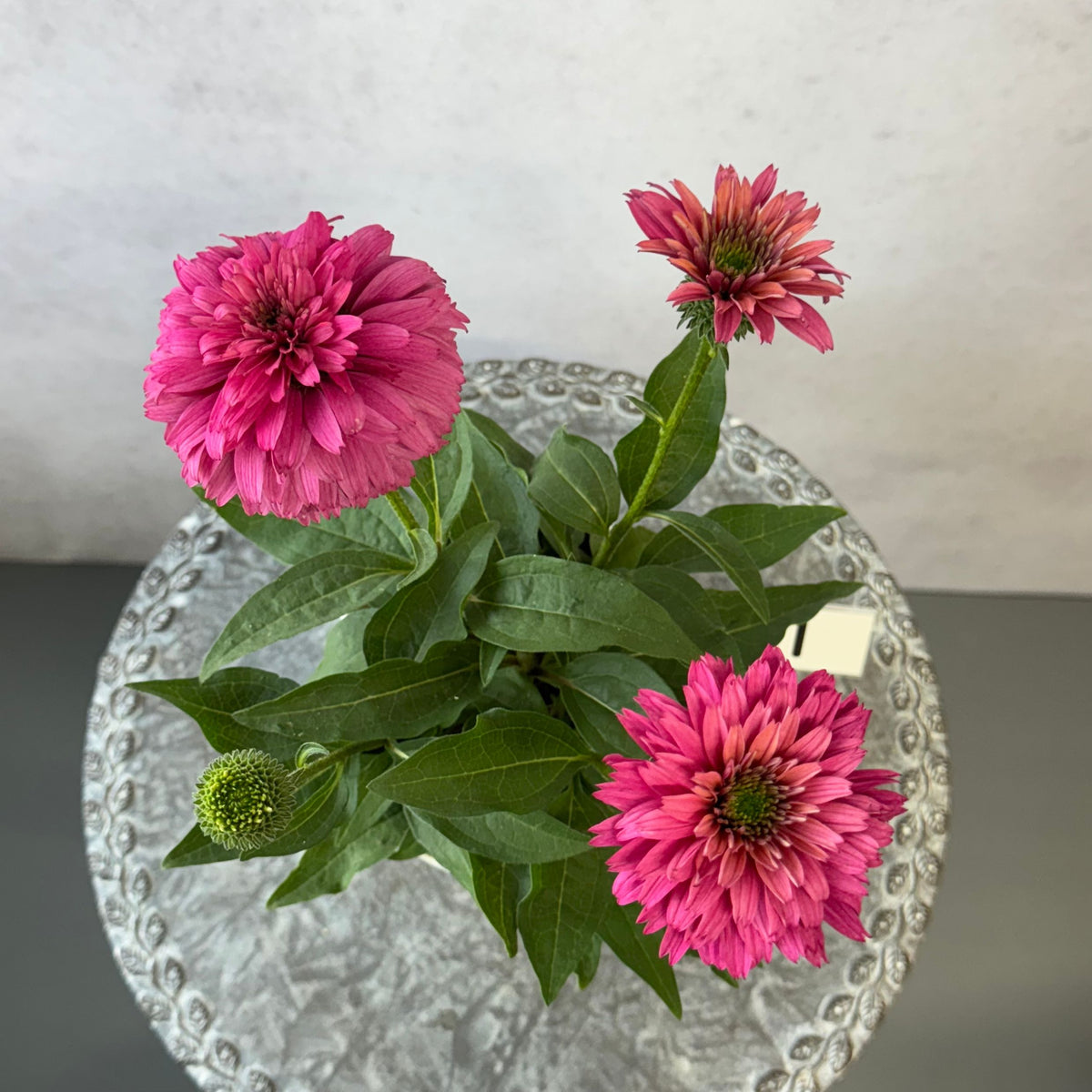 エキナセア サンシーカーズ スイートフクシア5号鉢。鮮やかな濃いピンク色の花が咲く、夏の暑さと冬の寒さに強い宿根草。花壇や鉢植え、寄せ植え、プランツギャザリング、切り花におすすめ。岐阜県各務原市の花創人ガーデニング教室