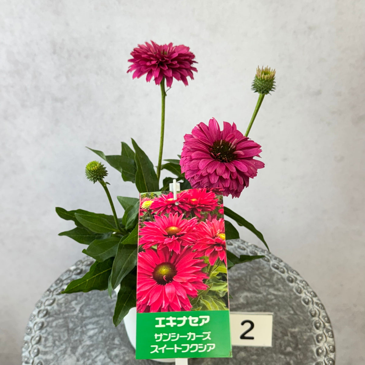 エキナセア サンシーカーズ スイートフクシア5号鉢。鮮やかな濃いピンク色の花が咲く、夏の暑さと冬の寒さに強い宿根草。花壇や鉢植え、寄せ植え、プランツギャザリング、切り花におすすめ。岐阜県各務原市の花創人ガーデニング教室