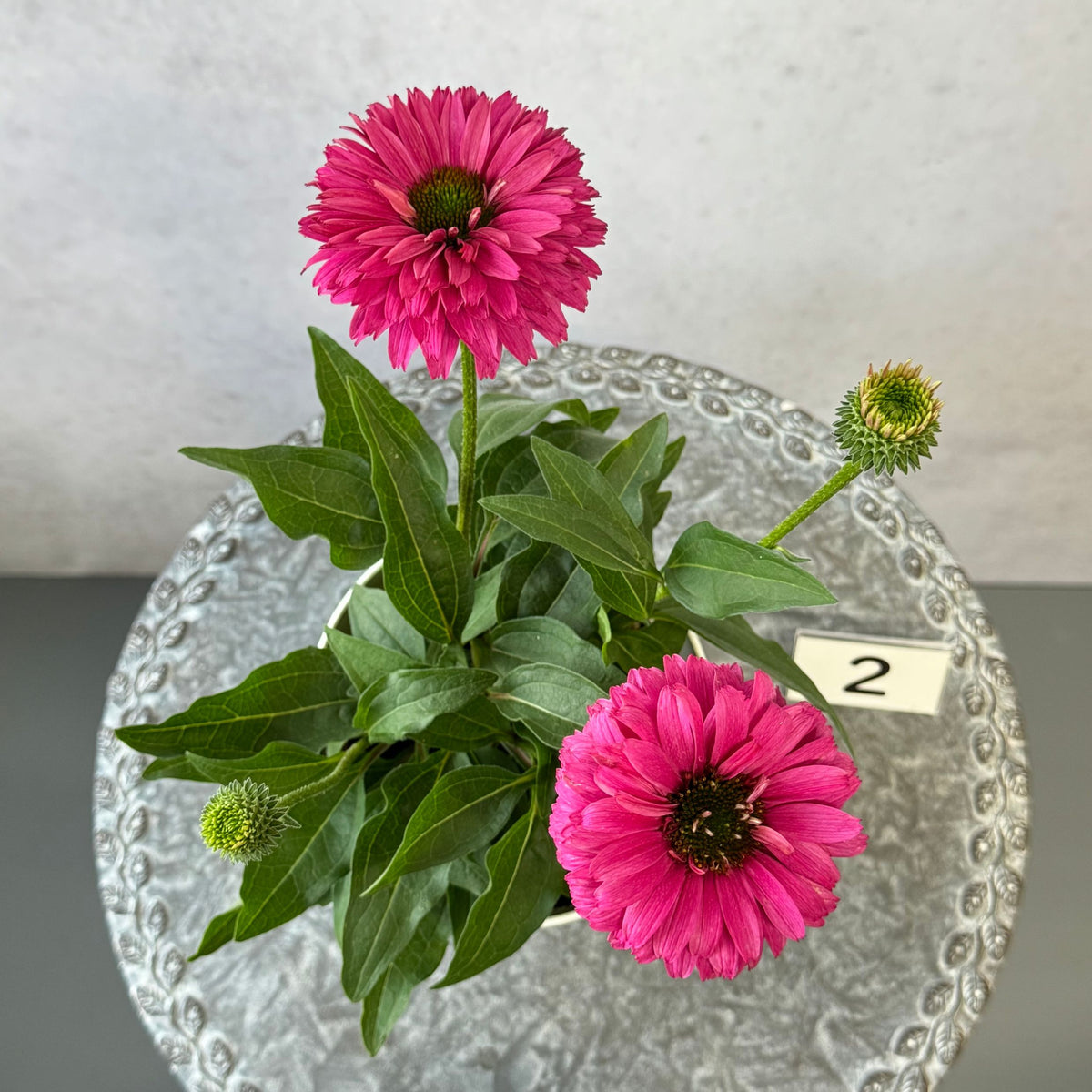 エキナセア サンシーカーズ スイートフクシア5号鉢。鮮やかな濃いピンク色の花が咲く、夏の暑さと冬の寒さに強い宿根草。花壇や鉢植え、寄せ植え、プランツギャザリング、切り花におすすめ。岐阜県各務原市の花創人ガーデニング教室