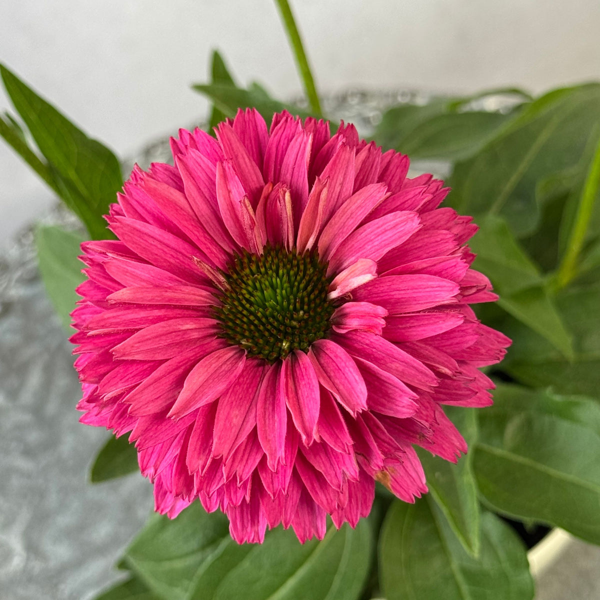 エキナセア サンシーカーズ スイートフクシア5号鉢。鮮やかな濃いピンク色の花が咲く、夏の暑さと冬の寒さに強い宿根草。花壇や鉢植え、寄せ植え、プランツギャザリング、切り花におすすめ。岐阜県各務原市の花創人ガーデニング教室