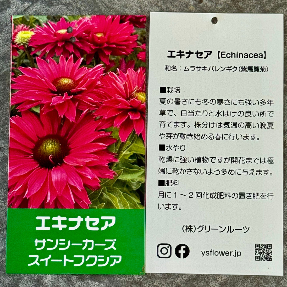 エキナセア サンシーカーズ スイートフクシア5号鉢。鮮やかな濃いピンク色の花が咲く、夏の暑さと冬の寒さに強い宿根草。花壇や鉢植え、寄せ植え、プランツギャザリング、切り花におすすめ。岐阜県各務原市の花創人ガーデニング教室