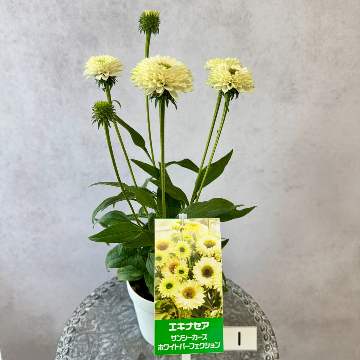 エキナセア サンシーカーズ ホワイトパーフェクション5号鉢。白い花とグリーンの芯が美しい、夏の暑さと冬の寒さに強い宿根草。花壇や鉢植え、寄せ植え、プランツギャザリング、切り花におすすめ。岐阜県各務原市の花創人ガーデニング教室