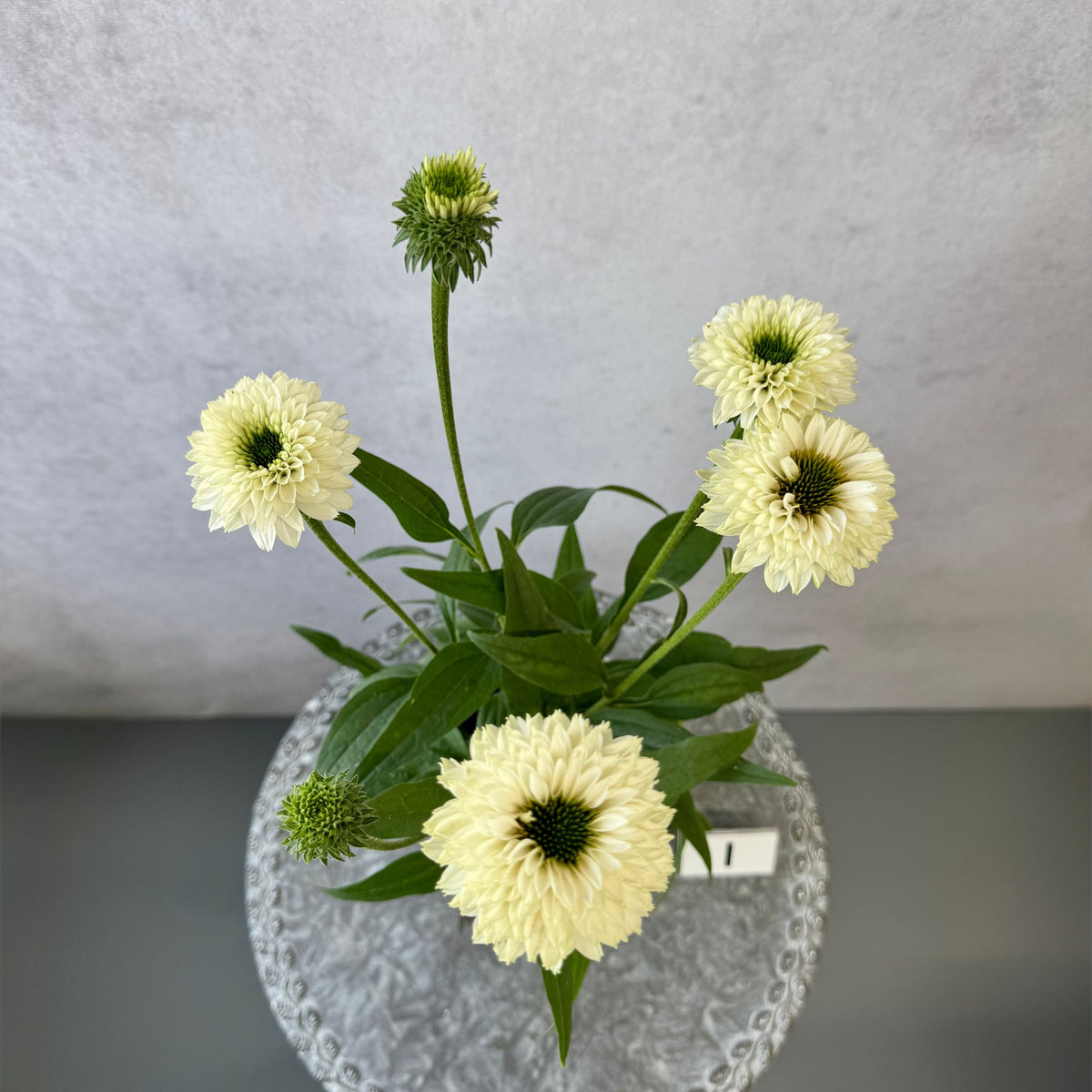 エキナセア サンシーカーズ ホワイトパーフェクション5号鉢。白い花とグリーンの芯が美しい、夏の暑さと冬の寒さに強い宿根草。花壇や鉢植え、寄せ植え、プランツギャザリング、切り花におすすめ。岐阜県各務原市の花創人ガーデニング教室