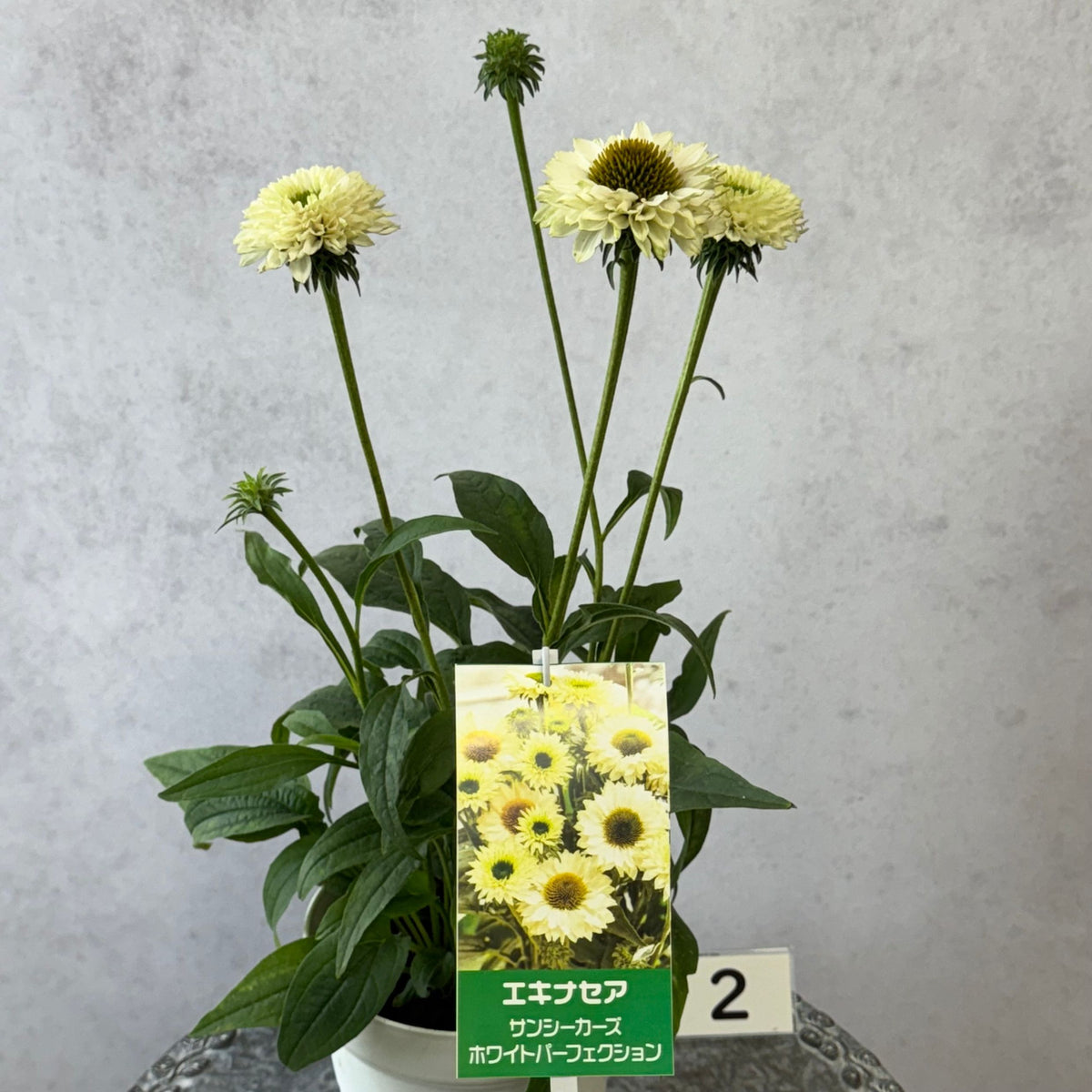 エキナセア サンシーカーズ ホワイトパーフェクション5号鉢。白い花とグリーンの芯が美しい、夏の暑さと冬の寒さに強い宿根草。花壇や鉢植え、寄せ植え、プランツギャザリング、切り花におすすめ。岐阜県各務原市の花創人ガーデニング教室