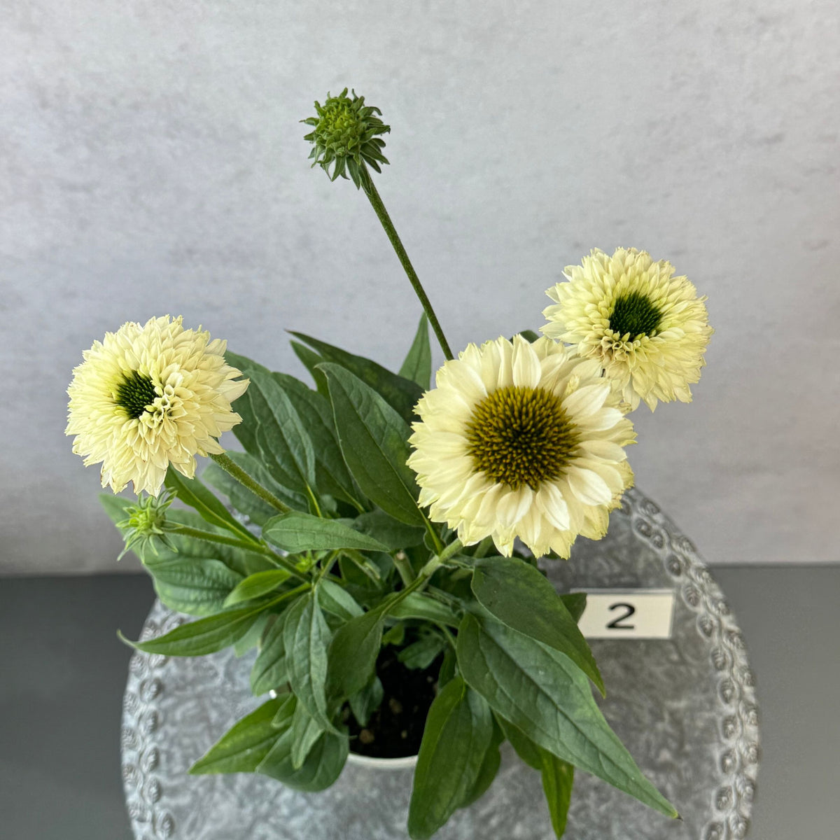 エキナセア サンシーカーズ ホワイトパーフェクション5号鉢。白い花とグリーンの芯が美しい、夏の暑さと冬の寒さに強い宿根草。花壇や鉢植え、寄せ植え、プランツギャザリング、切り花におすすめ。岐阜県各務原市の花創人ガーデニング教室
