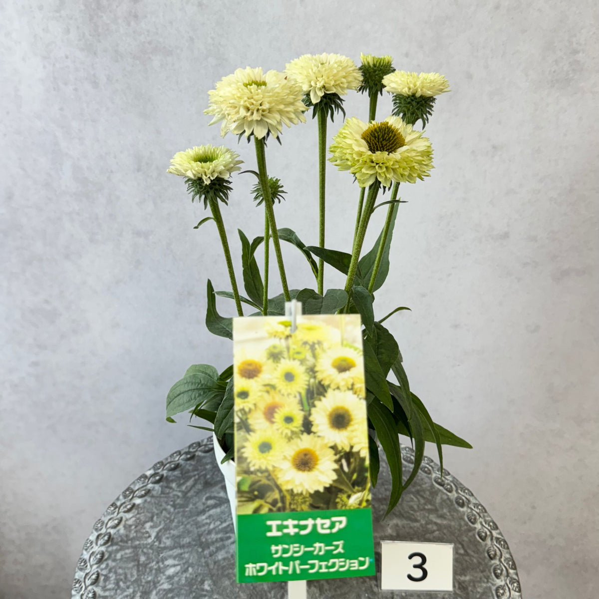 エキナセア サンシーカーズ ホワイトパーフェクション5号鉢。白い花とグリーンの芯が美しい、夏の暑さと冬の寒さに強い宿根草。花壇や鉢植え、寄せ植え、プランツギャザリング、切り花におすすめ。岐阜県各務原市の花創人ガーデニング教室