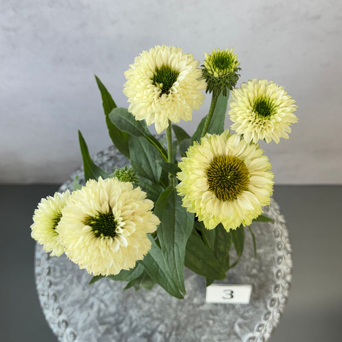 エキナセア サンシーカーズ ホワイトパーフェクション5号鉢。白い花とグリーンの芯が美しい、夏の暑さと冬の寒さに強い宿根草。花壇や鉢植え、寄せ植え、プランツギャザリング、切り花におすすめ。岐阜県各務原市の花創人ガーデニング教室