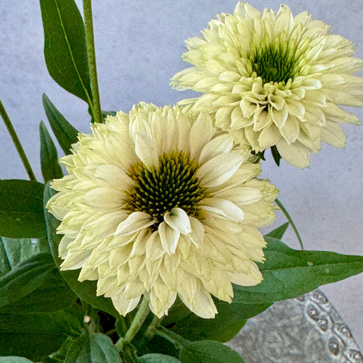 エキナセア サンシーカーズ ホワイトパーフェクション5号鉢。白い花とグリーンの芯が美しい、夏の暑さと冬の寒さに強い宿根草。花壇や鉢植え、寄せ植え、プランツギャザリング、切り花におすすめ。岐阜県各務原市の花創人ガーデニング教室