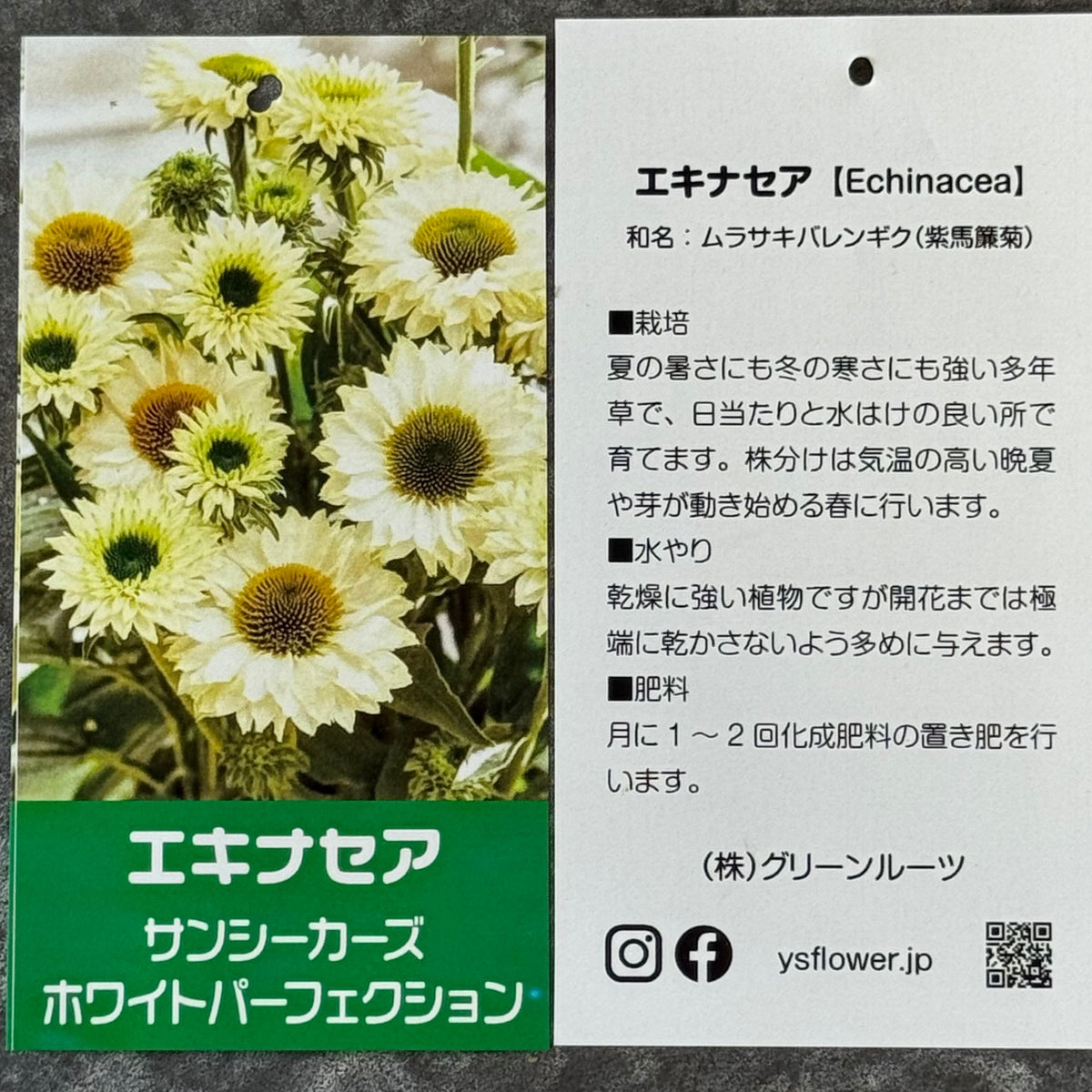 エキナセア サンシーカーズ ホワイトパーフェクション5号鉢。白い花とグリーンの芯が美しい、夏の暑さと冬の寒さに強い宿根草。花壇や鉢植え、寄せ植え、プランツギャザリング、切り花におすすめ。岐阜県各務原市の花創人ガーデニング教室
