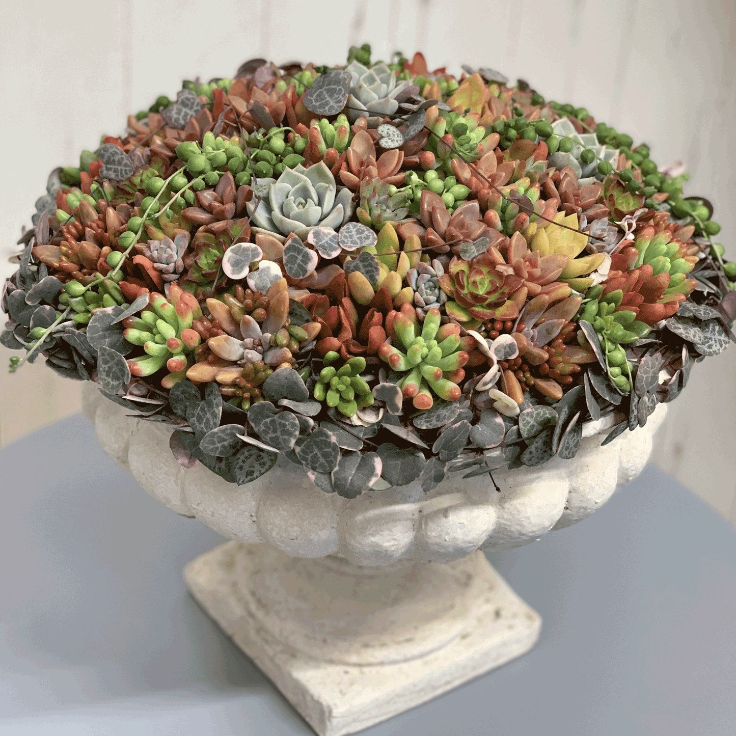 宝石のような多肉植物の寄せ植えギャザリング　はなそうにん オゼジュン先生のプランツギャザリング 寄せ植え