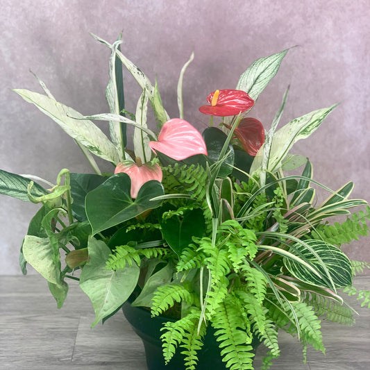 マンションの玄関に飾る観葉植物のギャザリング寄せ植えでアンスリウム・シンゴニウム・アスプレニウム・ネフロレピスを使った花がアクセントになる上品なグリーン作品ギャザリング寄せ植え花創人ガーデニング教室