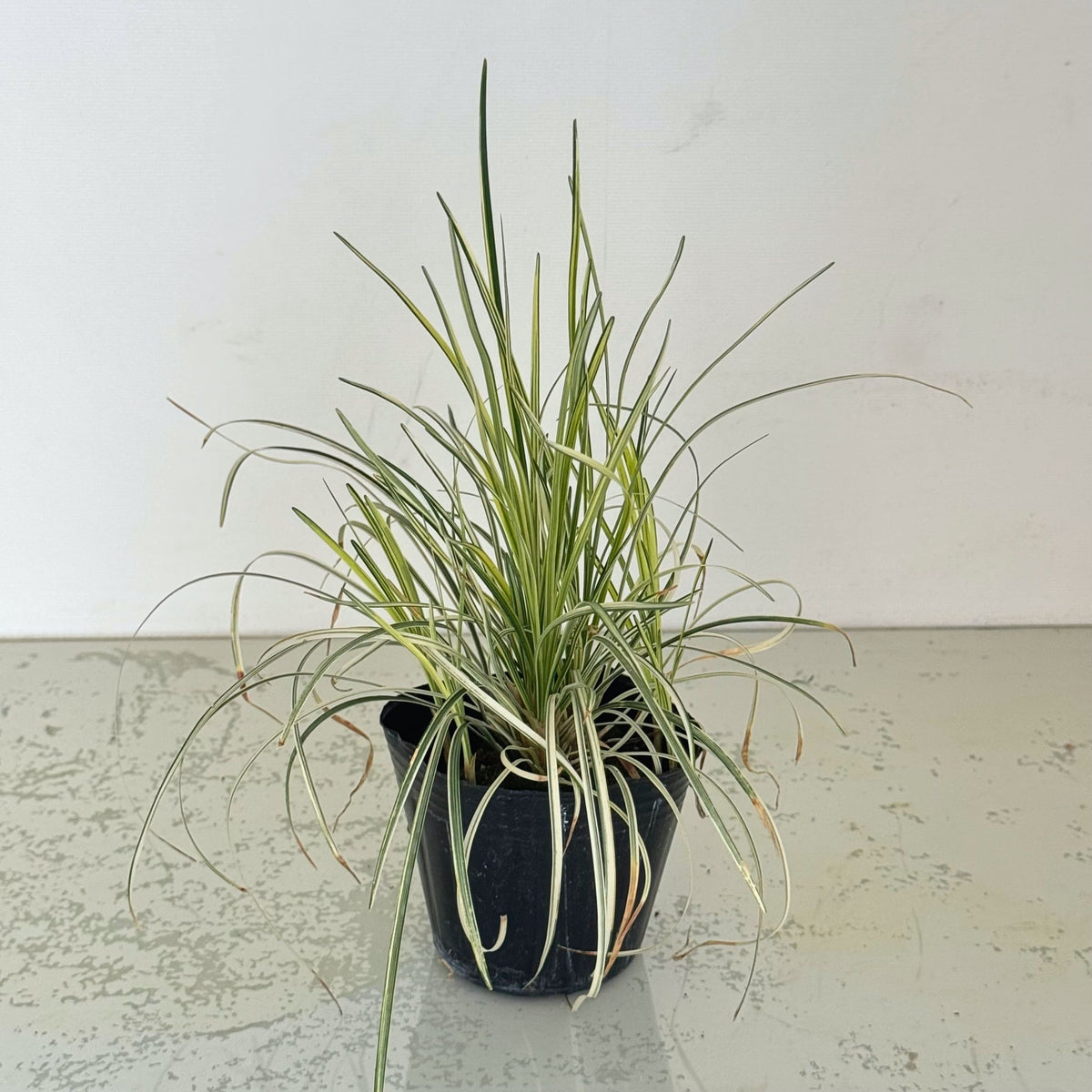 花創人の観葉植物セットに入る斑入りの細葉が涼やかな観葉植物白竜。葉先などに傷みが見られるため、お手入れして発送するお値打ちセット用の植物です。室内のグリーンや観葉植物の寄せ植え、ギャザリングを楽しみたい方におすすめです。