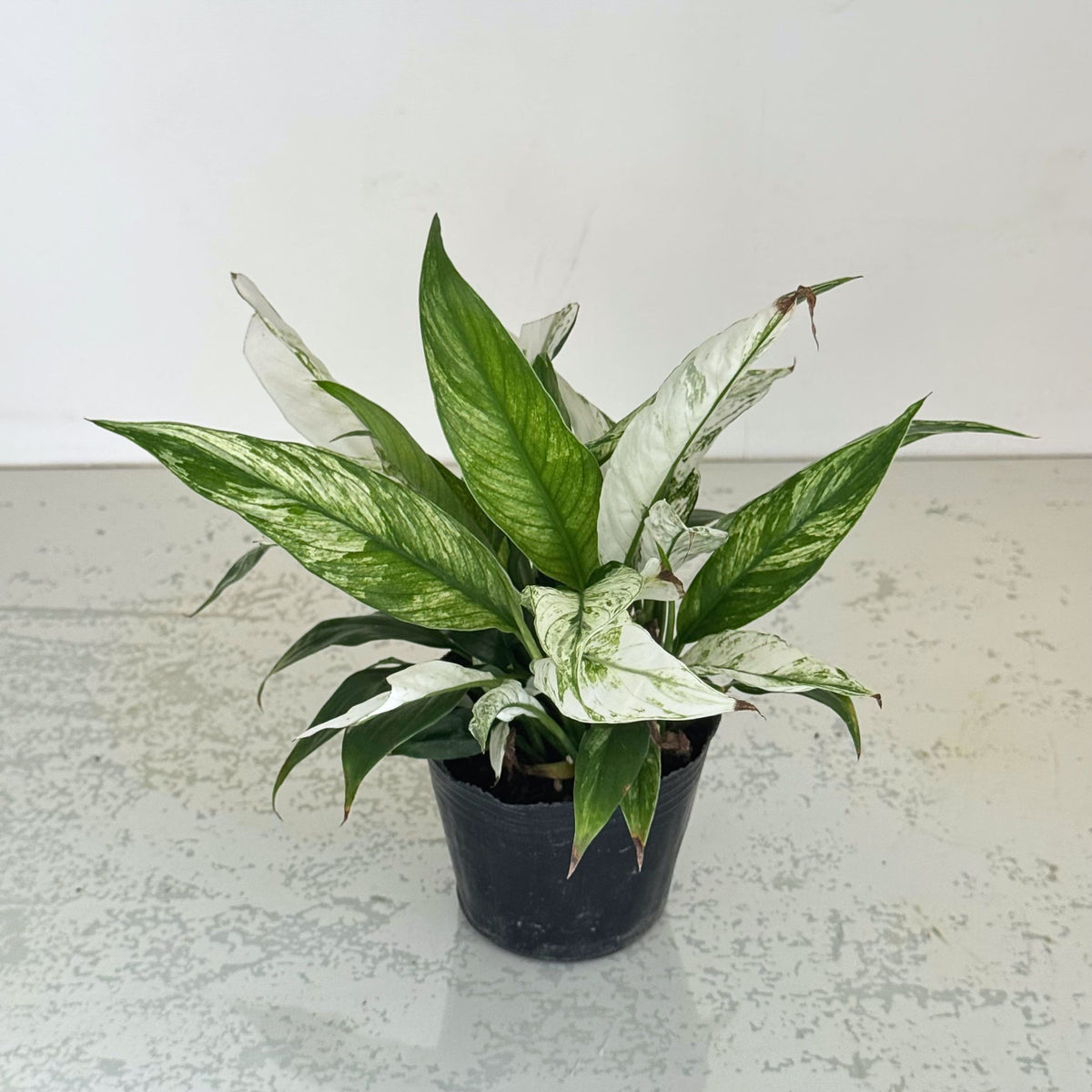 花創人の観葉植物セットに入る斑入りスパティフィラム。白とグリーンの美しい斑入り葉が楽しめる観葉植物で、一部に葉先の傷みなどがあります。観葉植物の寄せ植えやギャザリング、室内を明るく彩るグリーンとして楽しめるお値打ちセットです。