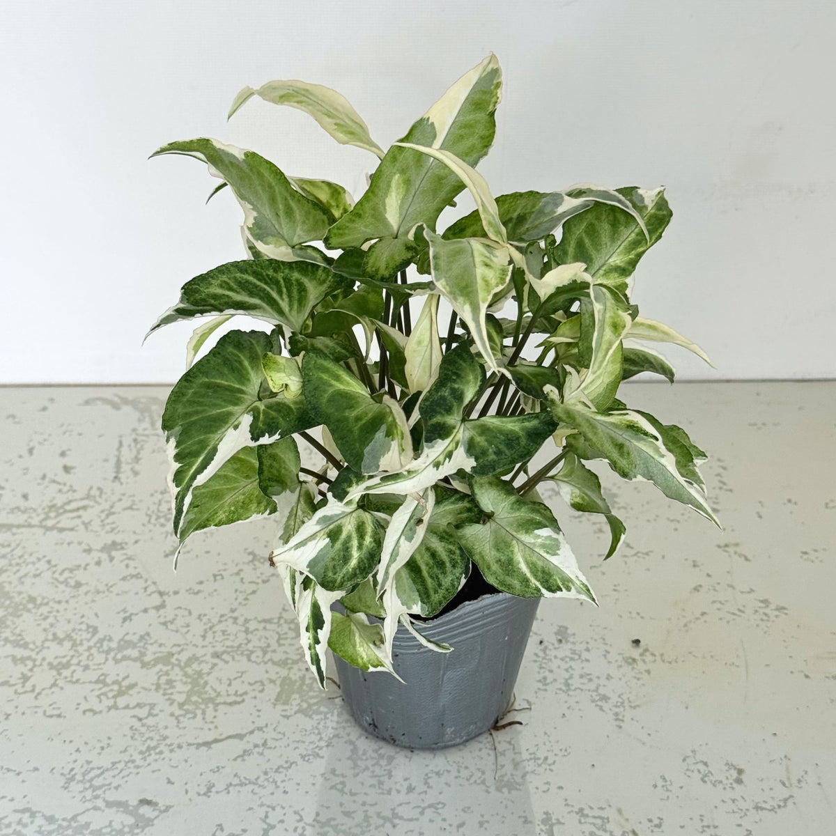 花創人の観葉植物セットに入る斑入りシンゴニウムスターライト。グリーンと白が混ざる明るい葉色が特徴で、一部に葉の傷みなどがあります。観葉植物の寄せ植えやギャザリングに使いやすく、お部屋のインテリアグリーンとしても楽しめるセット苗です。