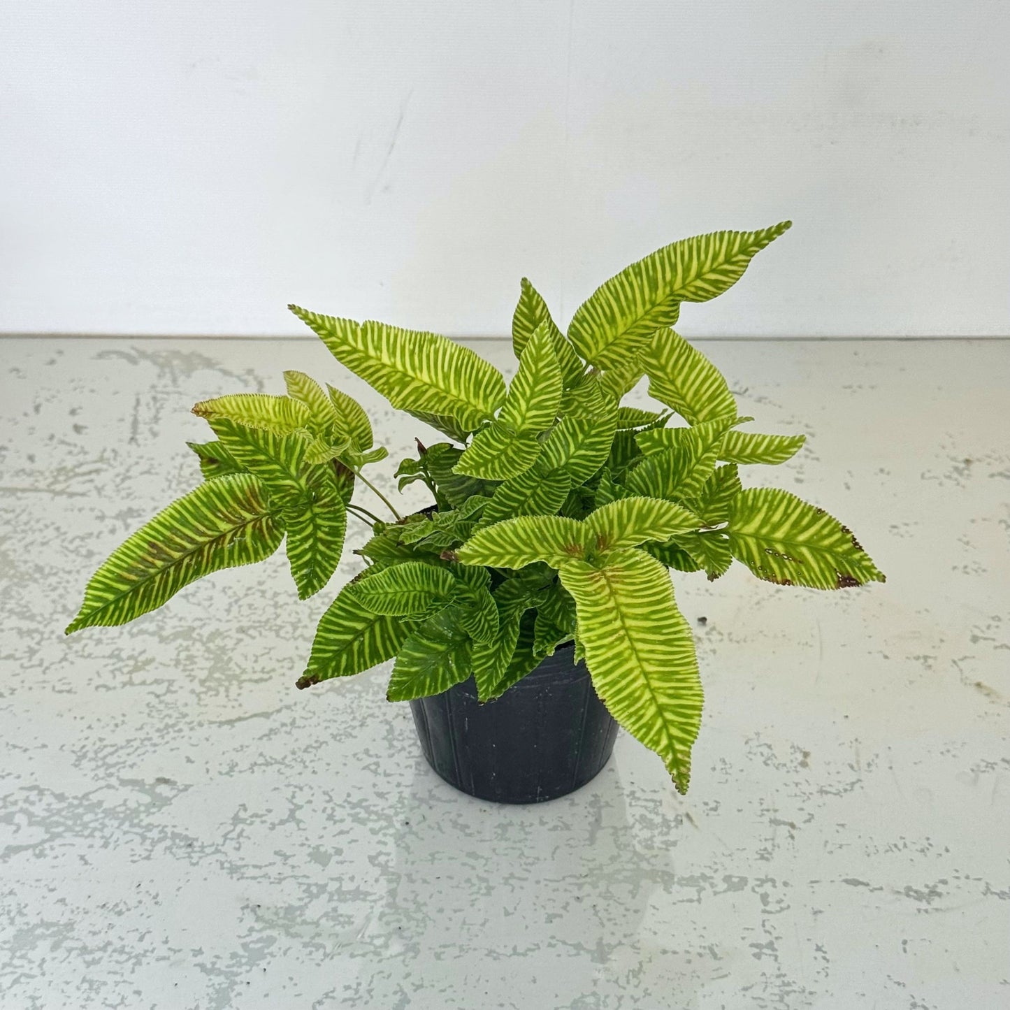花創人の観葉植物セットに入るコニオグランメ・エイメイエンシス。ゴールデンゼブラ。明るい黄緑色に濃いグリーンの葉脈が映える個性的な観葉植物で、一部に葉先などの傷みがあります。観葉植物の寄せ植えやギャザリングのアクセントとして楽しめるお値打ちセット苗です。