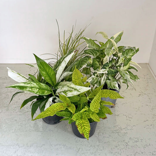 花創人が販売する観葉植物4種類のお値打ちセット。斑入りスパティフィラム、斑入りシンゴニウム、コニオグランメ・エイメイエンシスなど、葉色や形の異なる観葉植物を組み合わせています。葉に多少の傷みがあるため、お手入れして全国発送する数量限定セットです。