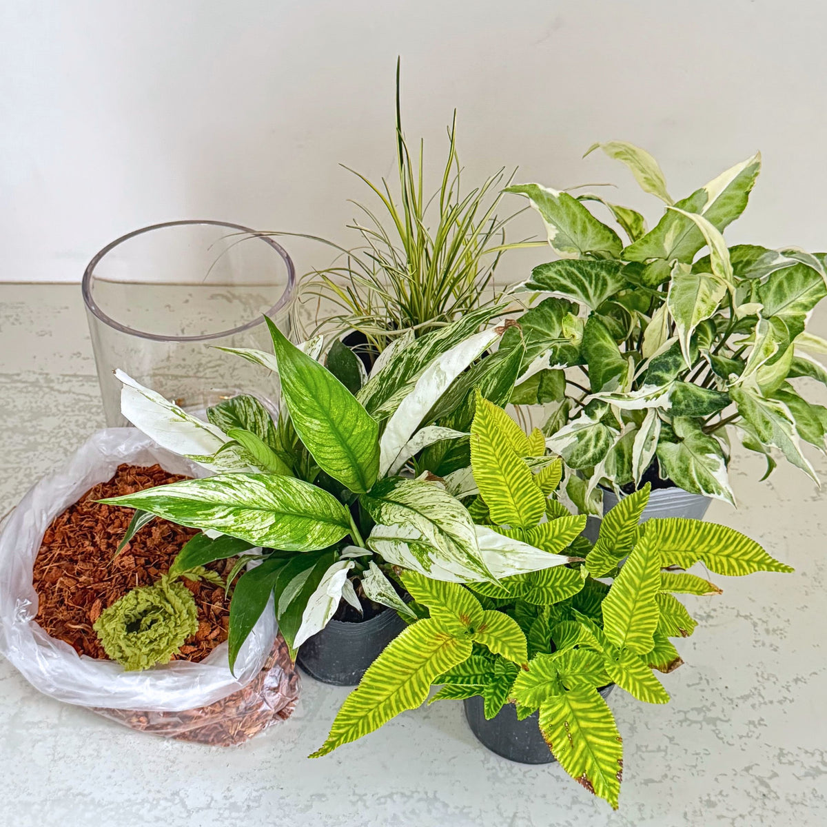 花創人が販売する観葉植物4種類と植え込み資材・器のセット。斑入りスパティフィラム、斑入りシンゴニウム、コニオグランメ・エイメイエンシスなどの観葉植物に、ココチップ約2L、ギャザリング水苔、緑のモール糸約1.5m、透明の器を組み合わせ、届いてから寄せ植えやギャザリングを楽しめるセットです。