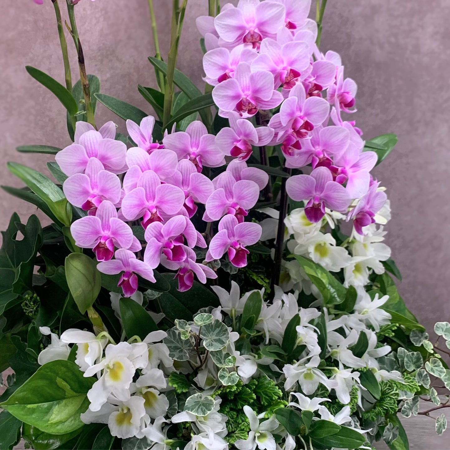 胡蝶蘭を中心にエピデンドラムとデンドロビウムが華やかに咲く豪華なランの寄せ植えギャザリング 花創人ガーデニング教室 ギフト