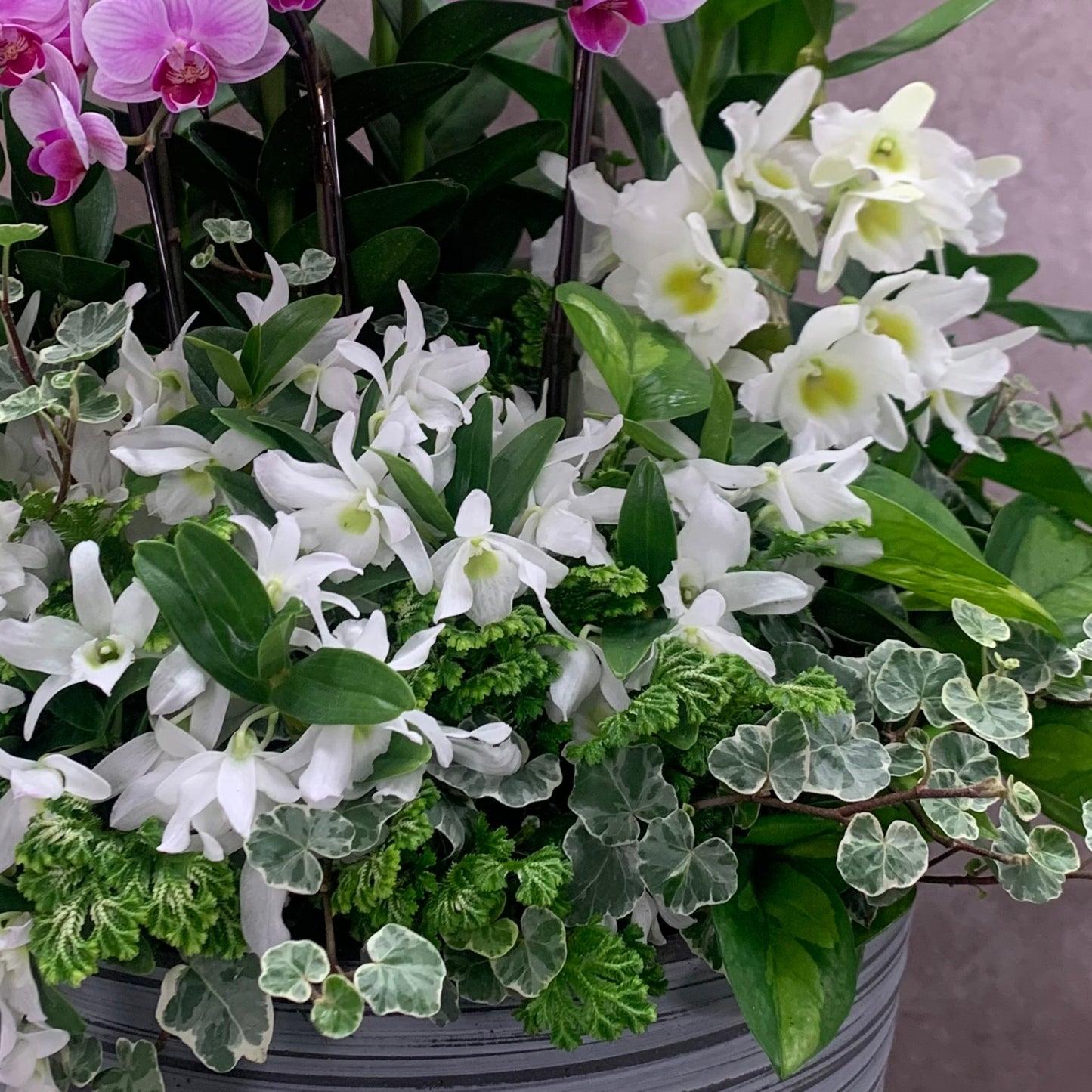 白いデンドロビウムと細やかなグリーンを組み合わせた豪華なランの寄せ植えギャザリング 花創人ガーデニング教室 ギフト
