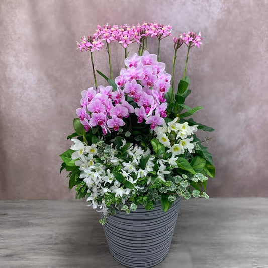 胡蝶蘭・エピデンドラム・デンドロビウムを使った豪華なランの寄せ植えギャザリング 花創人ガーデニング教室 ギフト