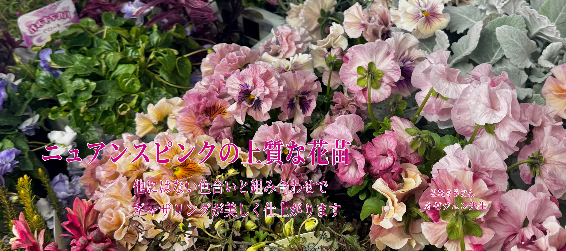 ニュアンスカラーの上質な花苗が並ぶ様子 花創人ガーデニング教室 オゼジュン先生