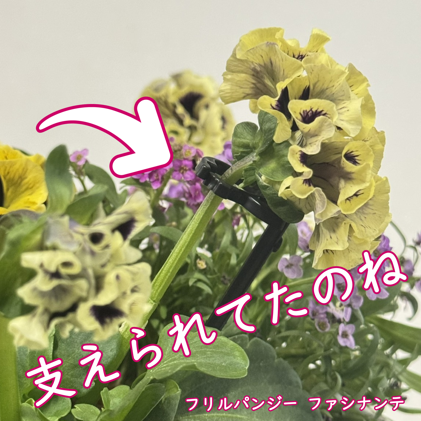 折れやすいパンジー ドラキュラの花を支える！【植物を一輪支える 凛】8本入り野菜苗ラナンキュラスラックスに
