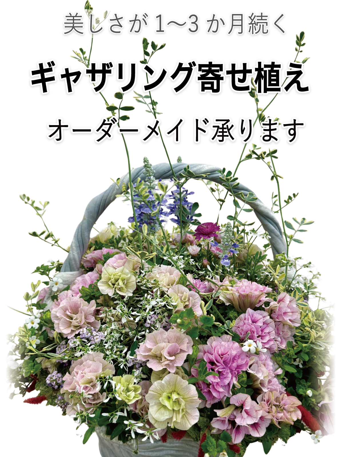 綱木紋ハイジ手つき鉢に八重ペチュニア ベルファームアンナ、サルビアサリーファン、ユーフォルビアダイアモンドフロスト、バコパ、マーガレット、アカリファキャッツテール、ピンクファンファン、コロニラバレンティナを使ったピンクの初夏のプランツギャザリング寄せ植え。美しさが1～3か月続くギャザリング寄せ植えオーダーメイド承ります。花創人オゼジュン先生がひとつひとつ心を込めてYouTubeライブ配信で制作。
