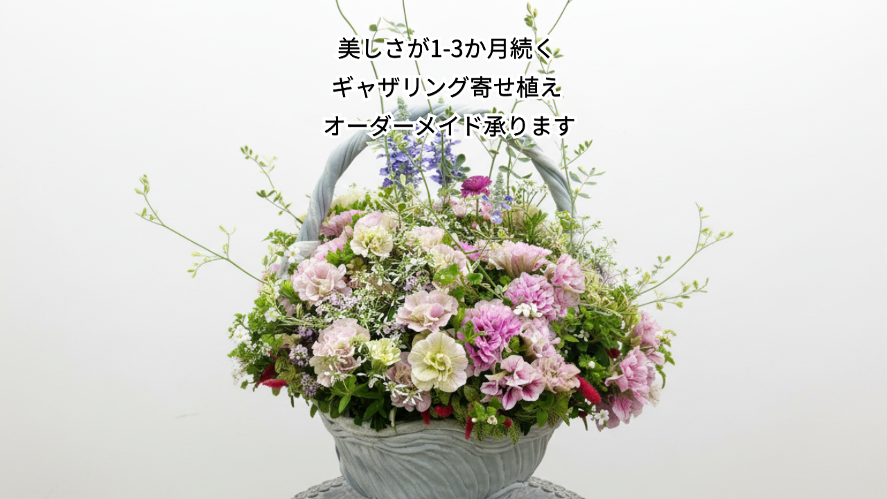 綱木紋ハイジ手つきで八重ペチュニア ベルファームアンナ、サルビアサリーファン、ユーフォルビアダイアモンドフロスト、バコパ、マーガレット、アカリファキャッツテール、ピンクファンファン、コロニラバレンティナを使ったピンクのやさしい初夏のプランツギャザリング寄せ植え 花創人オゼジュン先生