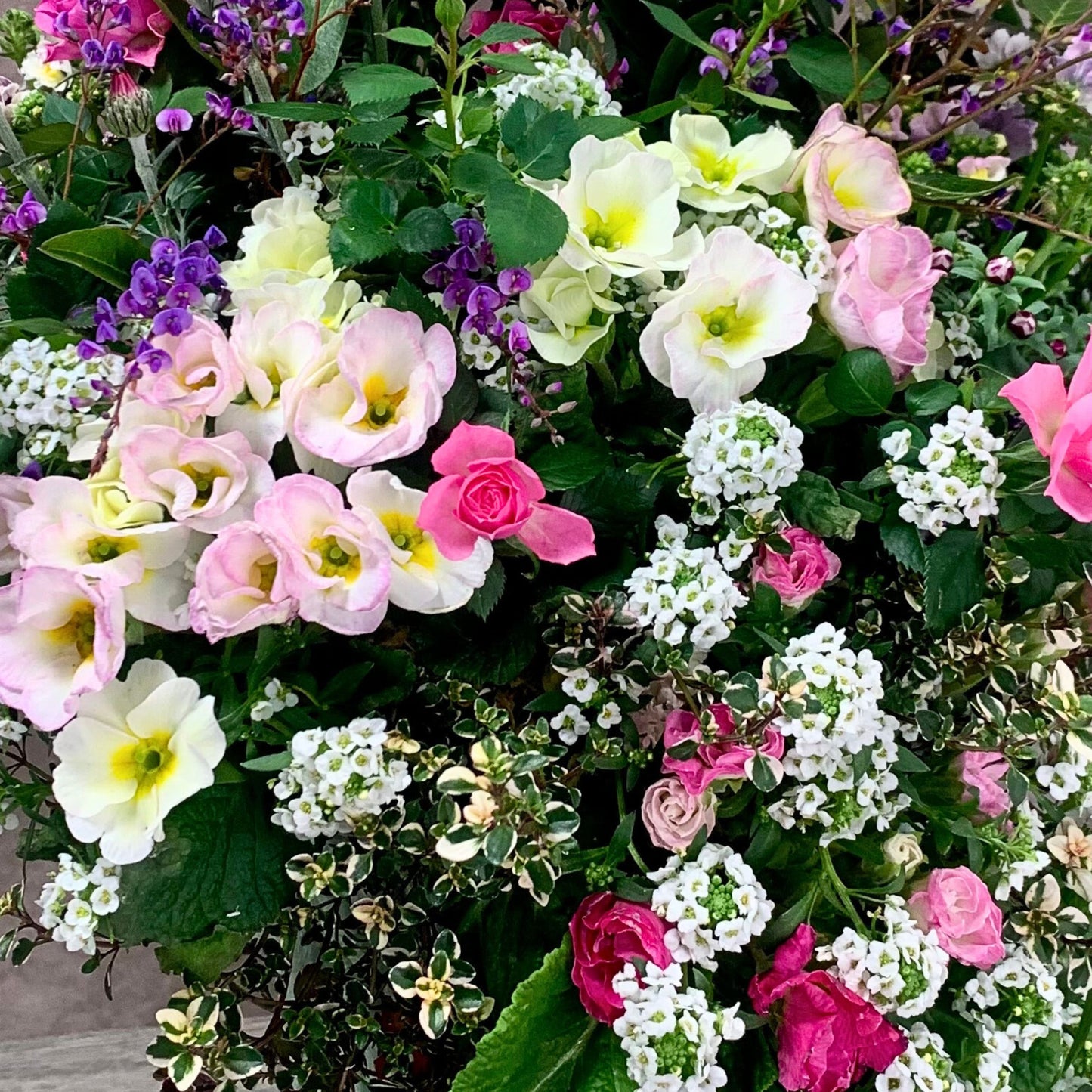 プリムラジュリアンやローダンセマムなどを組み合わせたピンク系のギャザリング寄せ植え 上品で細かな植え込みが魅力で自分へのプレゼントにもおすすめ 花創人ガーデニング教室