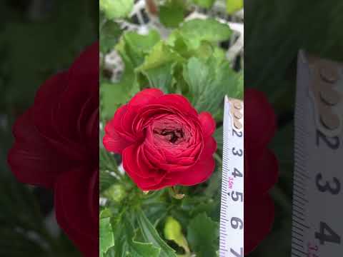 豪華　ラナンキュラスラックス ムーサ ラナンキュラスラックス 【ムーサ】 1月上旬より順次発送