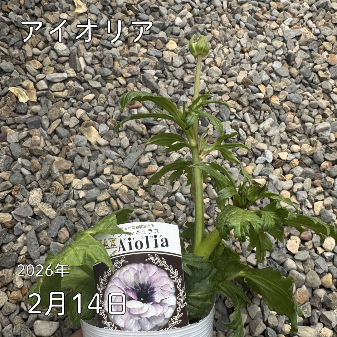 ラナンキュラスラックス_アイオリア 綾園芸さんが作出されたラナンキュラスラックス キラキラ花びら 毎年よく咲く 球根 2026年2月14日現在