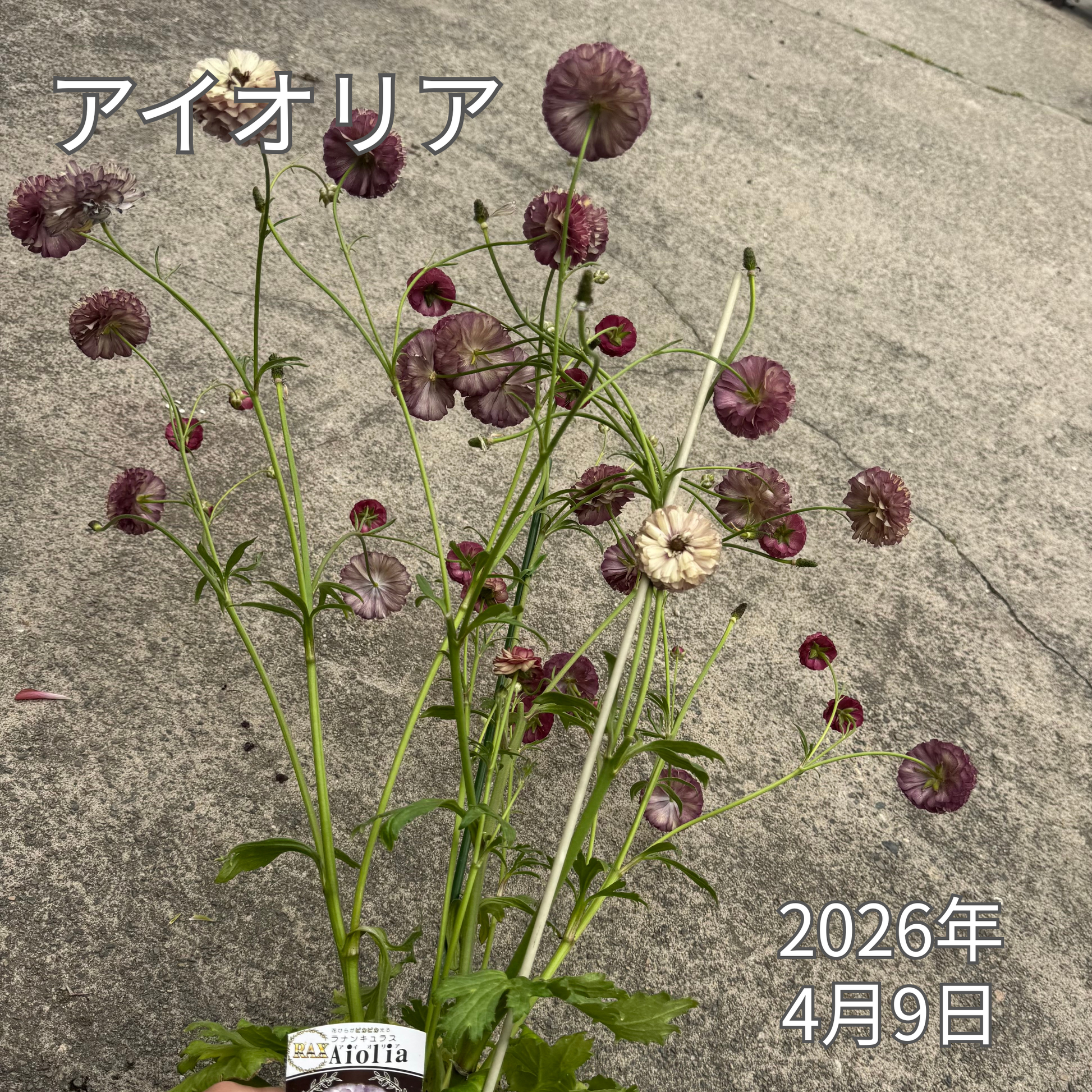 ラナンキュラスラックス_アイオリア 綾園芸さんが作出されたラナンキュラスラックス キラキラ花びら 毎年よく咲く 球根 2026年4月9日現在