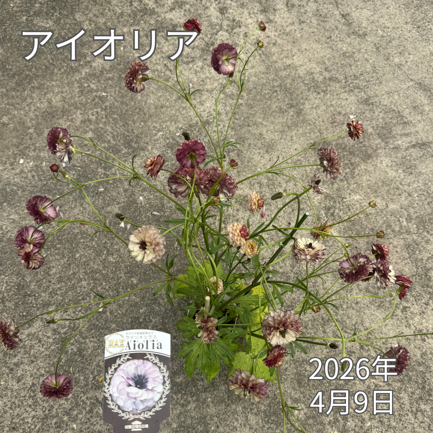 ラナンキュラスラックス_アイオリア 綾園芸さんが作出されたラナンキュラスラックス キラキラ花びら 毎年よく咲く 球根 2026年4月9日現在