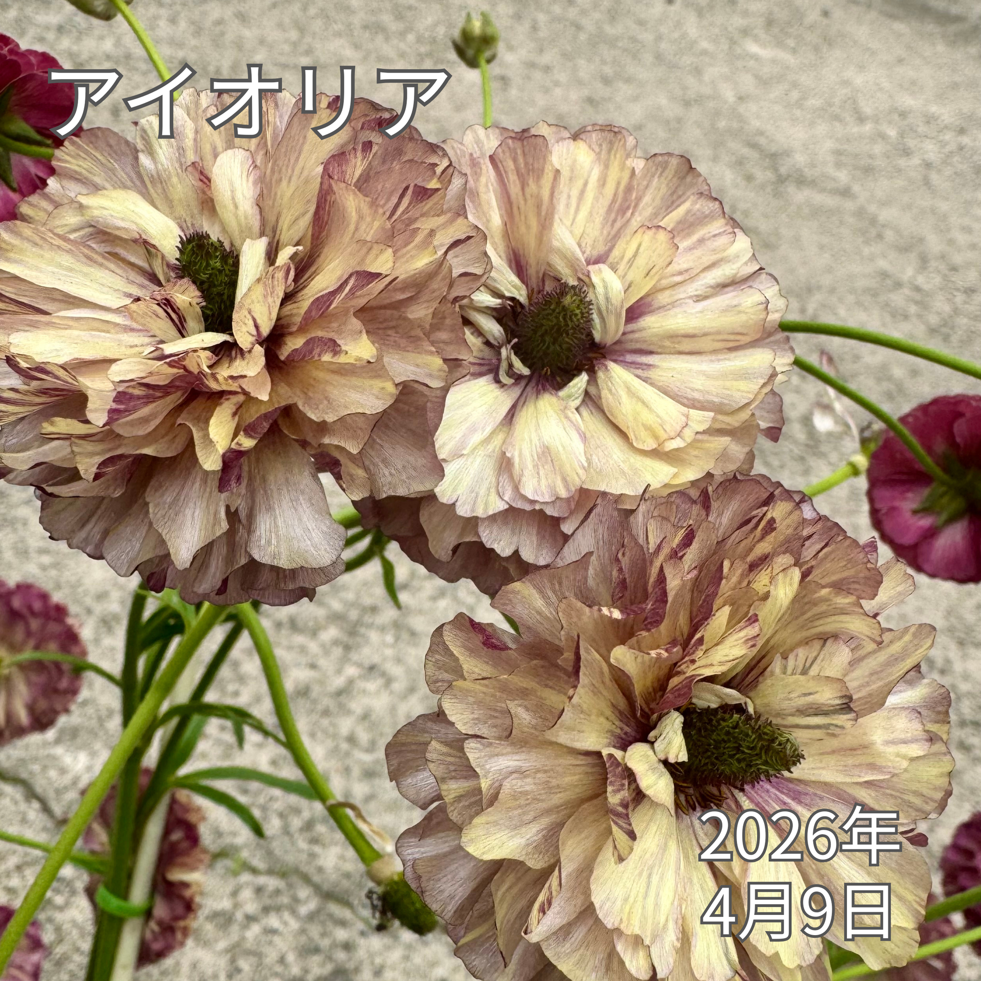 ラナンキュラスラックス_アイオリア 綾園芸さんが作出されたラナンキュラスラックス キラキラ花びら 毎年よく咲く 球根 2026年4月9日現在
